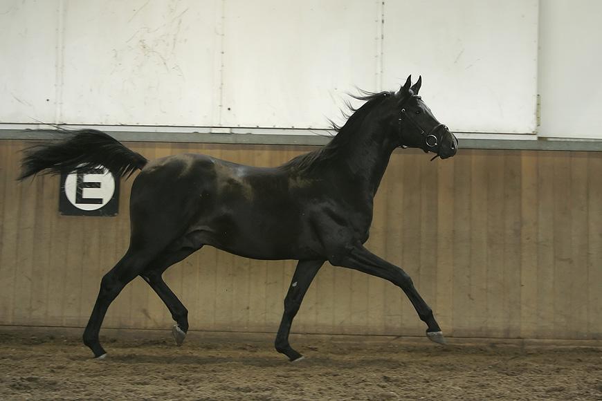 campino38