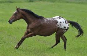 bay-spotted-blanket.jpg